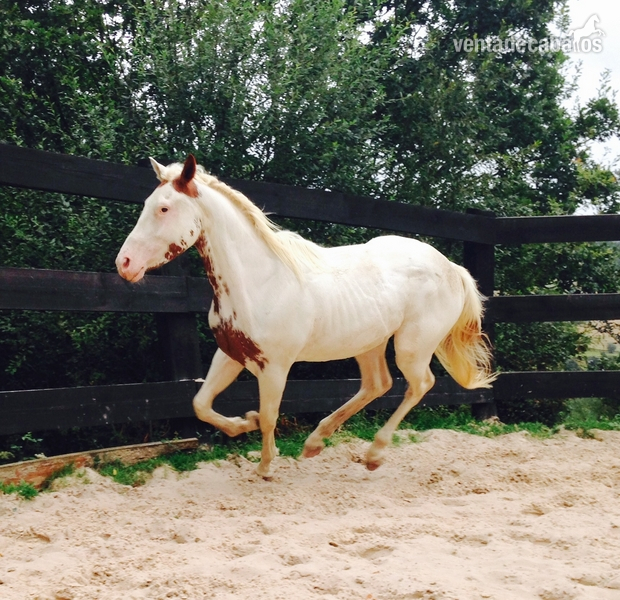 Potros American paint horse - Potro American paint horse Zip the bally