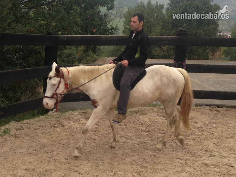 Potro American paint horse Zip the bally - Potros American paint horse