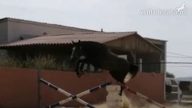 yegua de 2014 Z salto in 