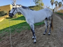 Yegua de deporte