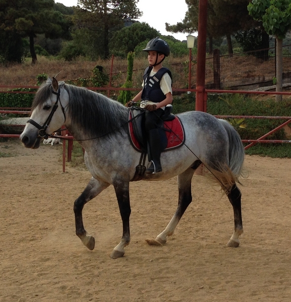Caballos Pura Raza Española (P.R.E.) Pura Raza Española - CABALLO PARA CLASES PRE 