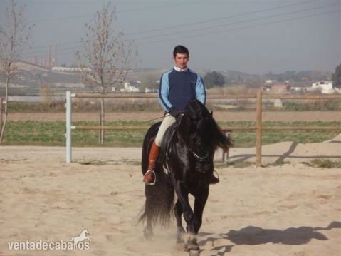 Caballos Pura Raza Española (P.R.E.) Pura Raza Española - P.R.E. NEGRO SIN DIVISAS