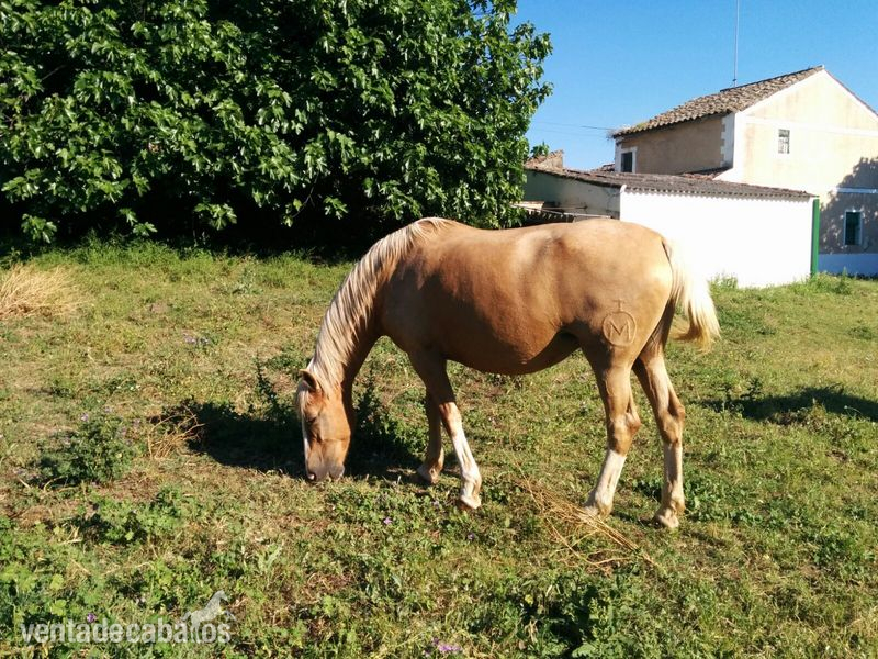 Lusitano