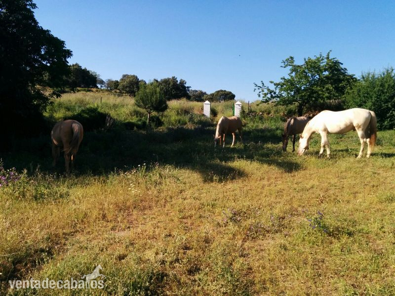 Lusitano {TYPE}