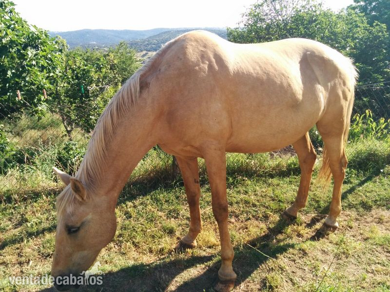 Yeguas Lusitano - Semental albino y 2 yeguas perlas isabelas