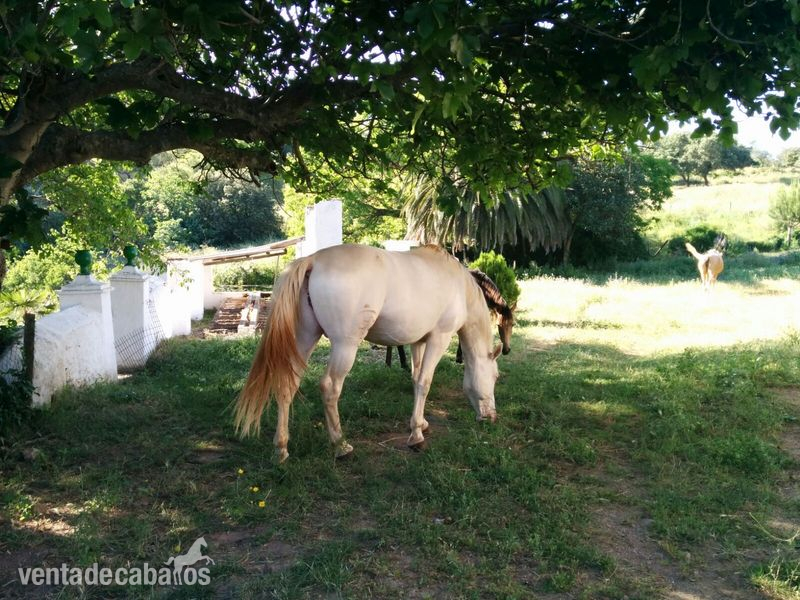 Semental albino y 2 yeguas perlas isabelas - Yeguas Lusitano