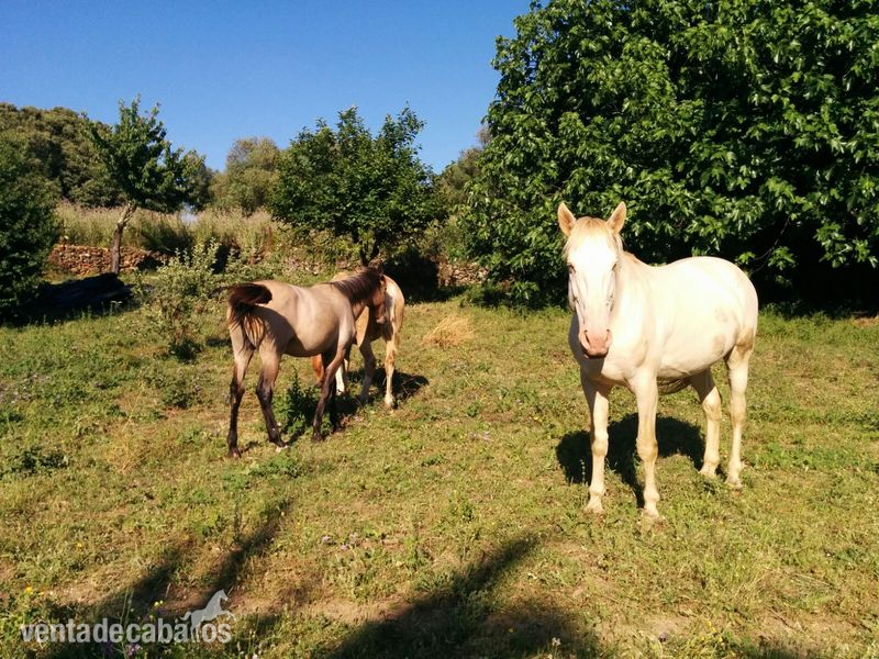 Semental albino y 2 yeguas perlas isabelas - Lusitano