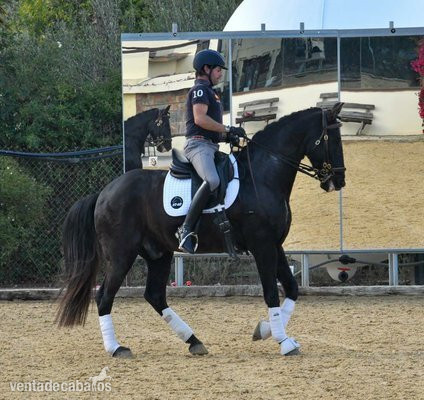 Pintura negra Lusitano papeles castrados libre de piroplasmosis EN ADOPCIÓN in 
