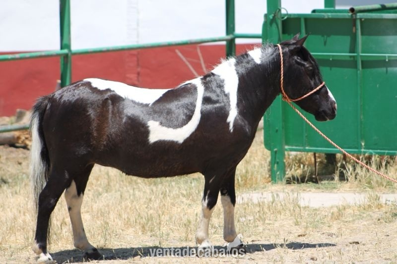 PONY DE 8 AÑOS PIO in 