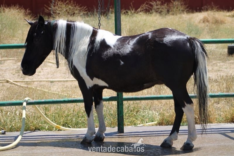 Ponis Pony Club Otros - PONY DE 8 AÑOS PIO