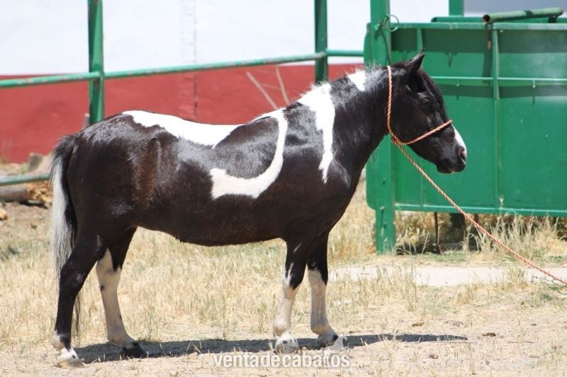 PONY DE 8 AÑOS PIO - Ponis Pony Club Otros