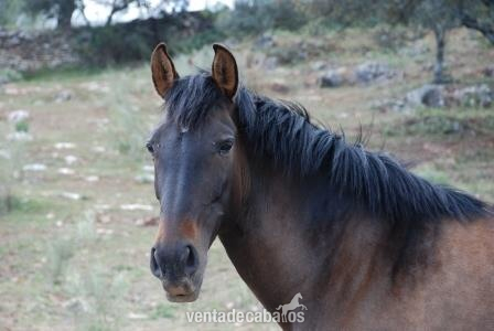 Caballos Pura Raza Española (P.R.E.) Cartujano - ¡OPORTUNIDAD! ESTIRPE CARTUJANA