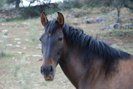 Caballos Pura Raza Española (P.R.E.) Cartujano - ¡OPORTUNIDAD! ESTIRPE CARTUJANA