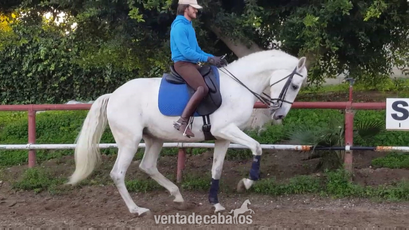 Doma GRAN PREMIO  in 