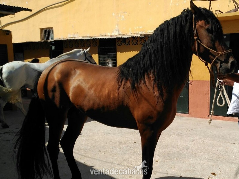 CABALLO PURA RAZA ESPAÑOLA in 