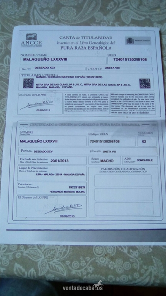Caballos Pura Raza Española (P.R.E.) Pura Raza Española - CABALLO PURA RAZA ESPAÑOLA