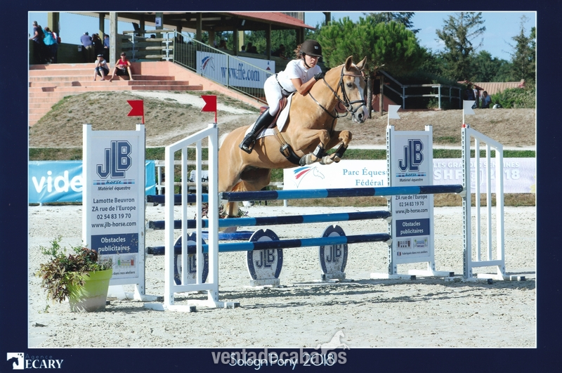 Ponis Pony Club New Forest - Poni C exceptional