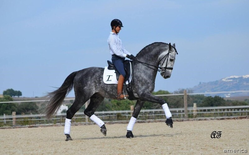 POTRO DOMA CLASICA GENETICA DE ELITE KABILEÑO VIII X IMPACIENTE II in 