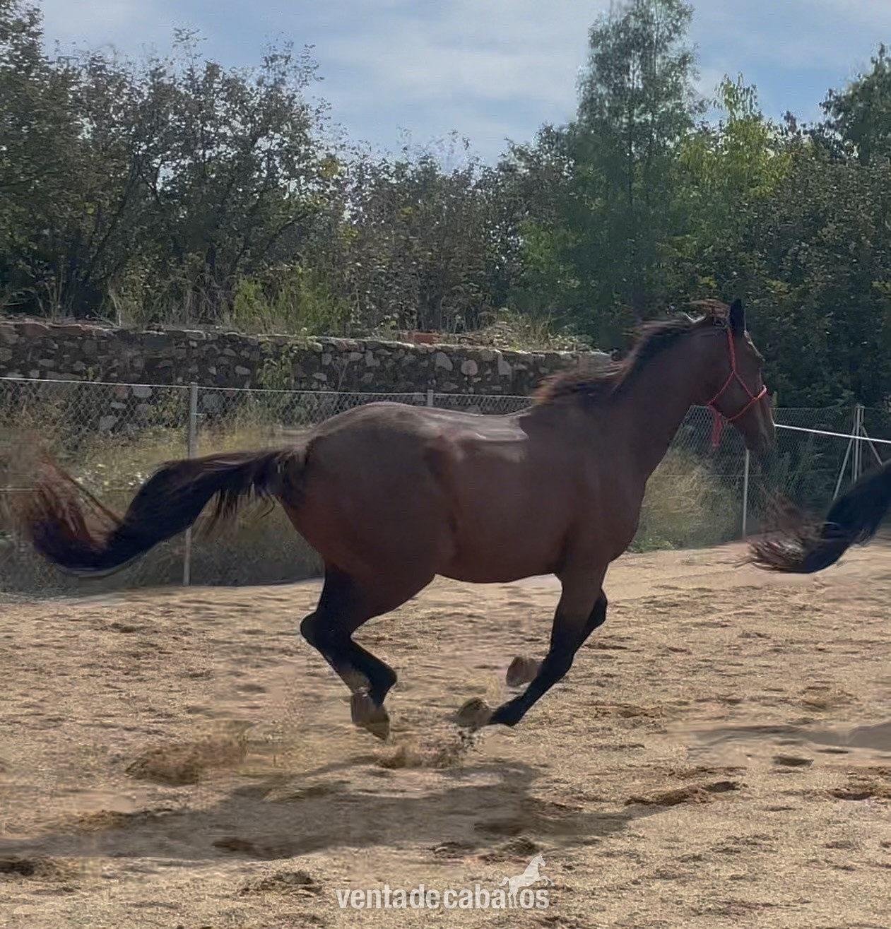 Hermoso caballo en venta - Ideal para equitación y paseo in 