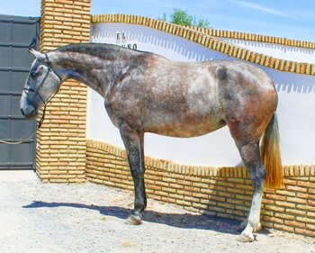 BEGONIA XXII YEDRA – Potra PRE de 4 años | Hija de FER BAGO