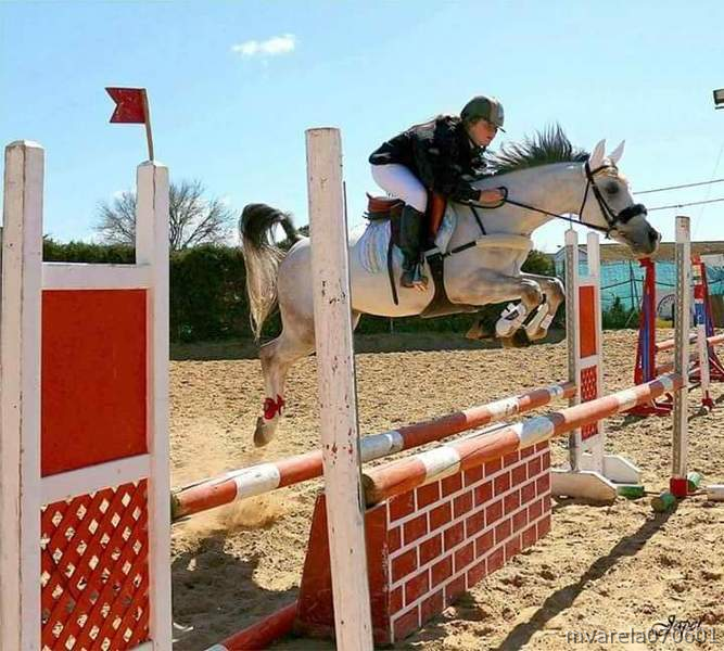 Pony D PRÁ 6 AÑOS in 