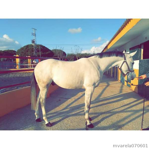 Caballos Árabes Pura raza Árabe - Pony D PRÁ 6 AÑOS