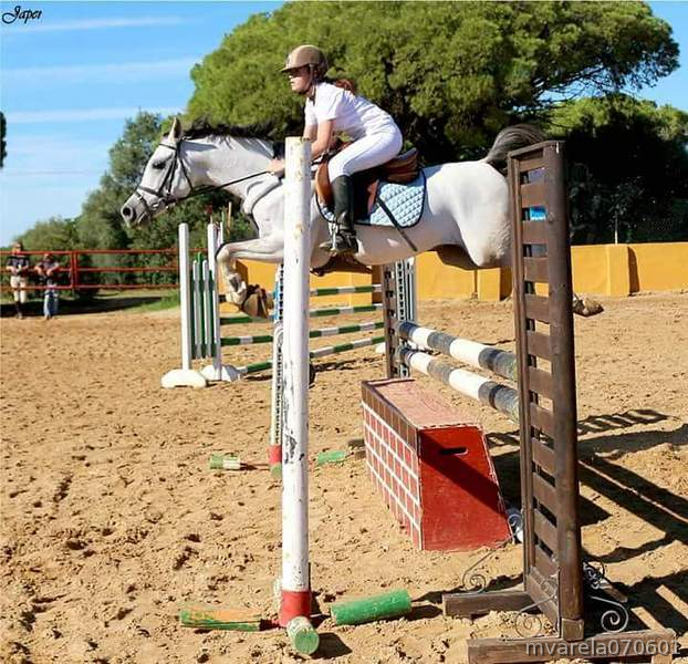 Pony D PRÁ 6 AÑOS - Caballos Árabes Pura raza Árabe