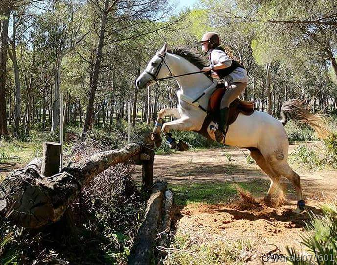 Pony D PRÁ 6 AÑOS