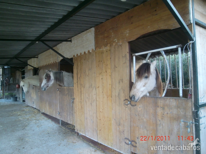 Finca con casa y establos para 3 caballos