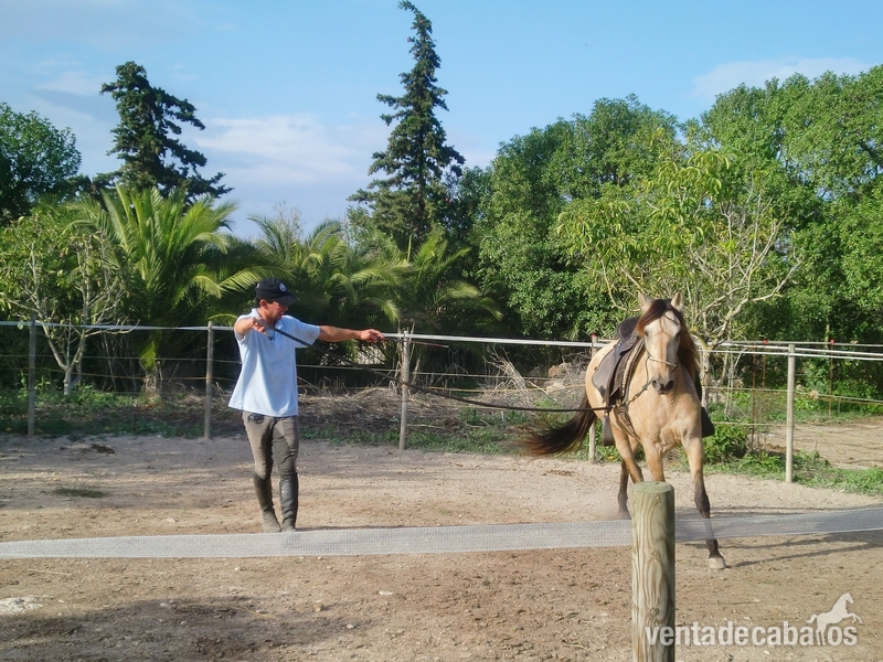 Finca con casa y establos para 3 caballos - Finca ecuestre