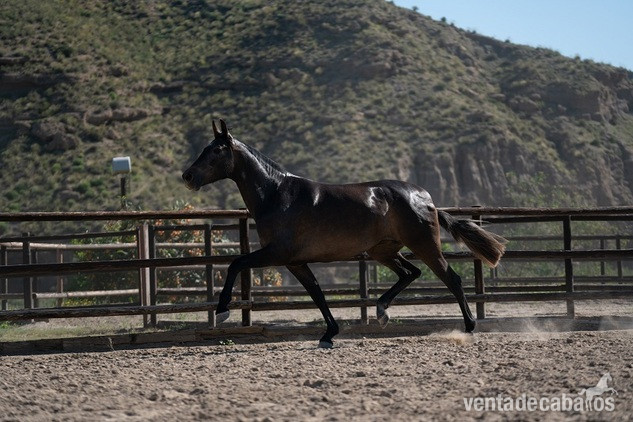 Caballos Pura Raza Española (P.R.E.) Pura Raza Española - Rectora Dimoba PRE