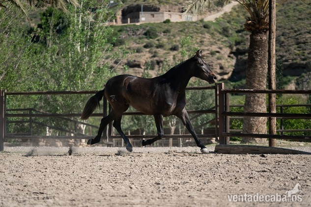 Rectora Dimoba PRE - Caballos Pura Raza Española (P.R.E.) Pura Raza Española