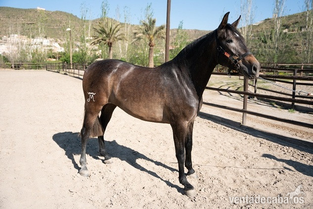 Rectora Dimoba PRE - Pura Raza Española