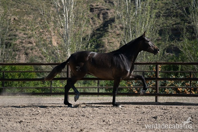 Rectora Dimoba PRE - Caballos Pura Raza Española (P.R.E.)