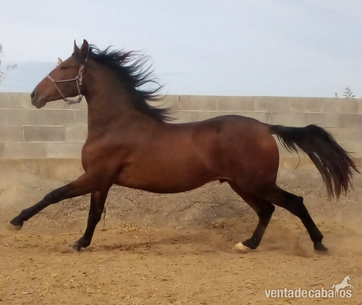 Pura raza española  in 