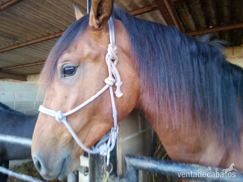 Caballos Pura Raza Española (P.R.E.) PRE - Pura raza española 