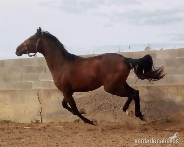 Pura raza española  - Caballos Pura Raza Española (P.R.E.) PRE