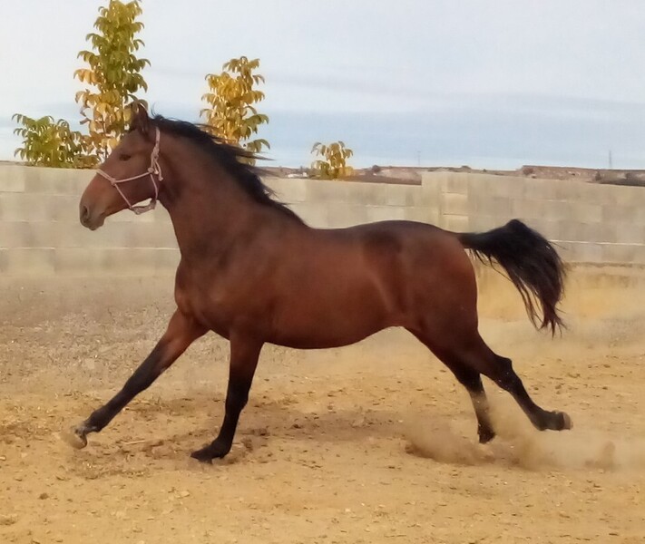 Pura raza española  - PRE