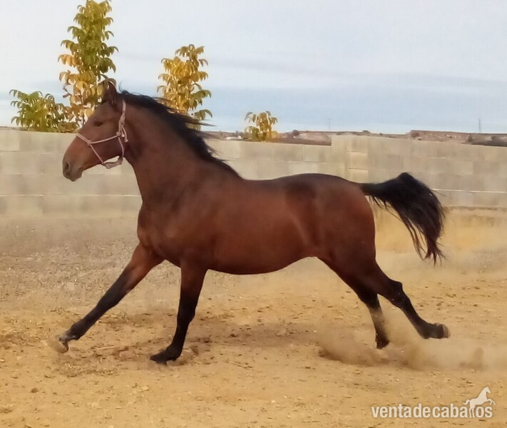 Pura raza española  - PRE