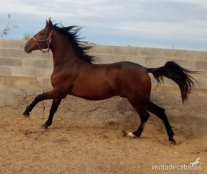 Pura raza española  - Caballos Pura Raza Española (P.R.E.)
