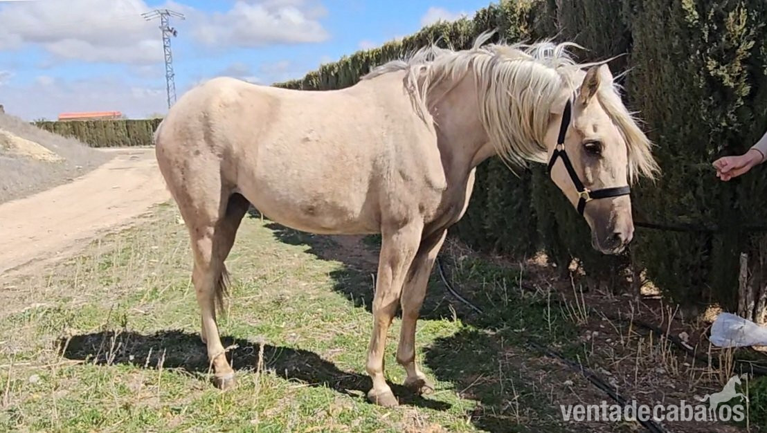 Vendo yegua 3 sangres palomina in 