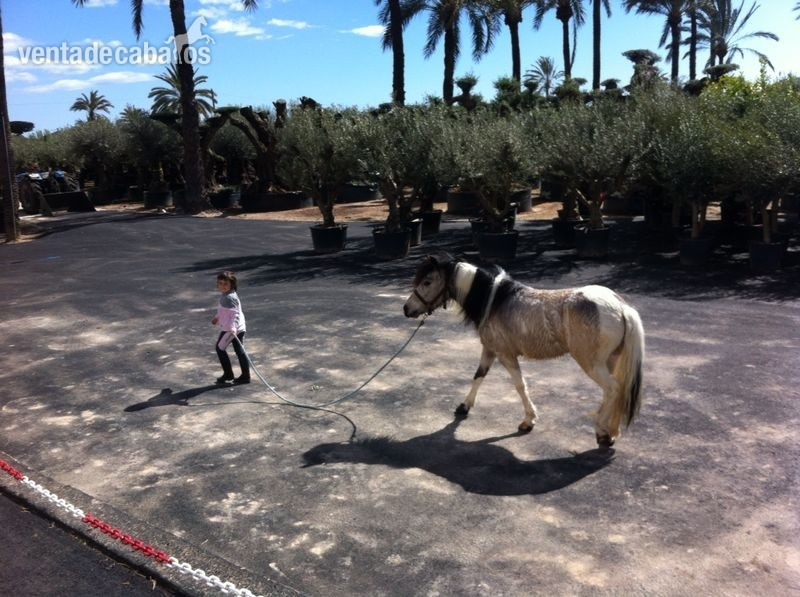 Pony + carro de paseo  in 