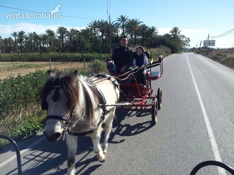 Ponis Pony Club Otros - Pony + carro de paseo 