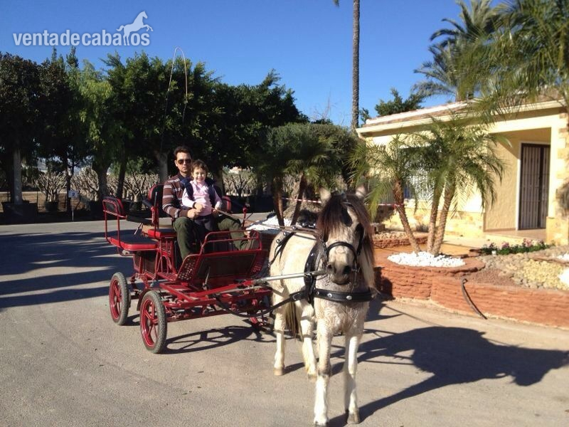Pony + carro de paseo  - Ponis Pony Club Otros