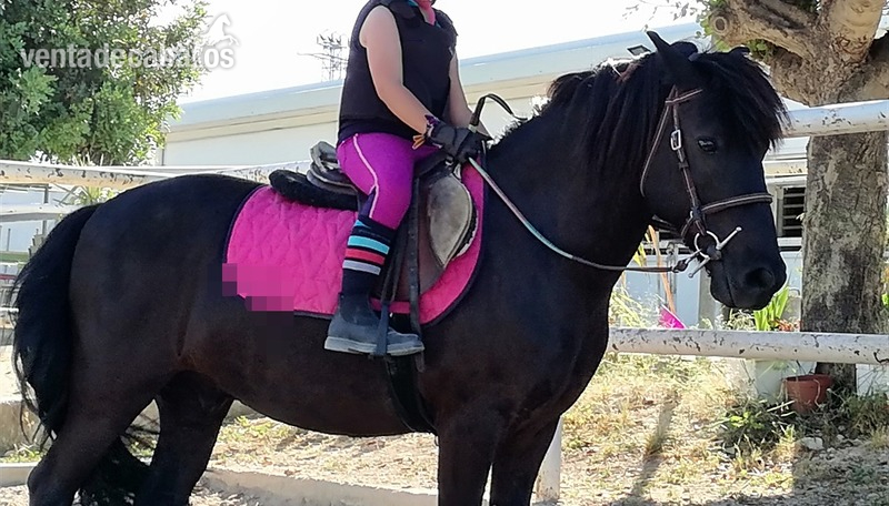 PONY B. OPORTUNIDAD in 