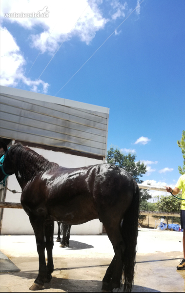 Ponis Pony Club Losino - PONY B. OPORTUNIDAD