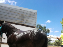 PONY B. OPORTUNIDAD