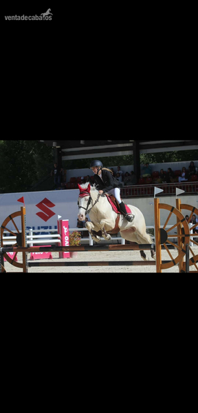Se cede caballo in 