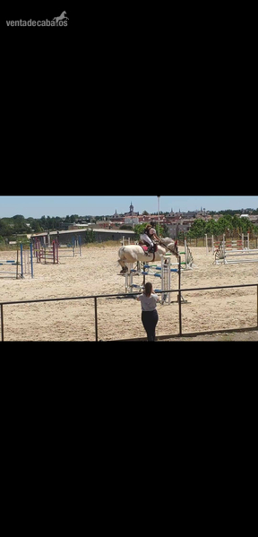 Caballos Capados Cruzado - Se cede caballo
