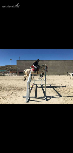 Se cede caballo - Caballos Capados Cruzado